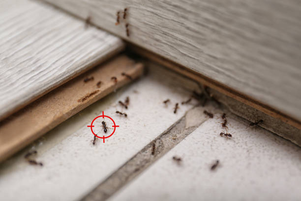 Best Cockroach Control Services  in Sun City West, AZ